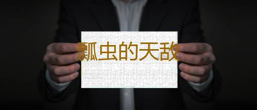 瓢虫的天敌